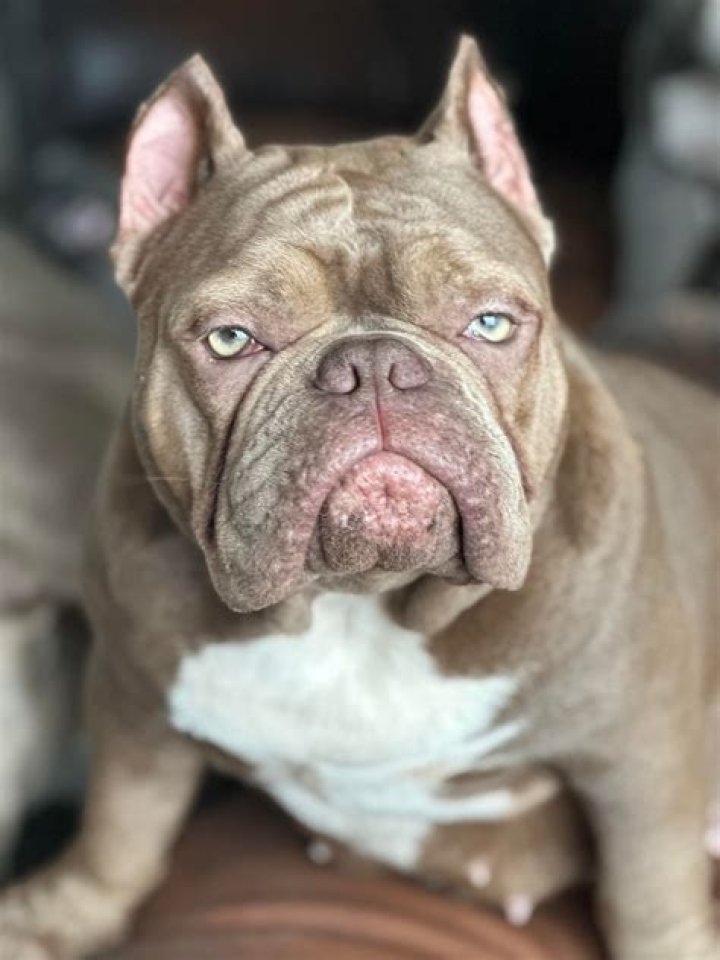 Aubreiigh Wyatt: The Rise Of A Notorious Bully