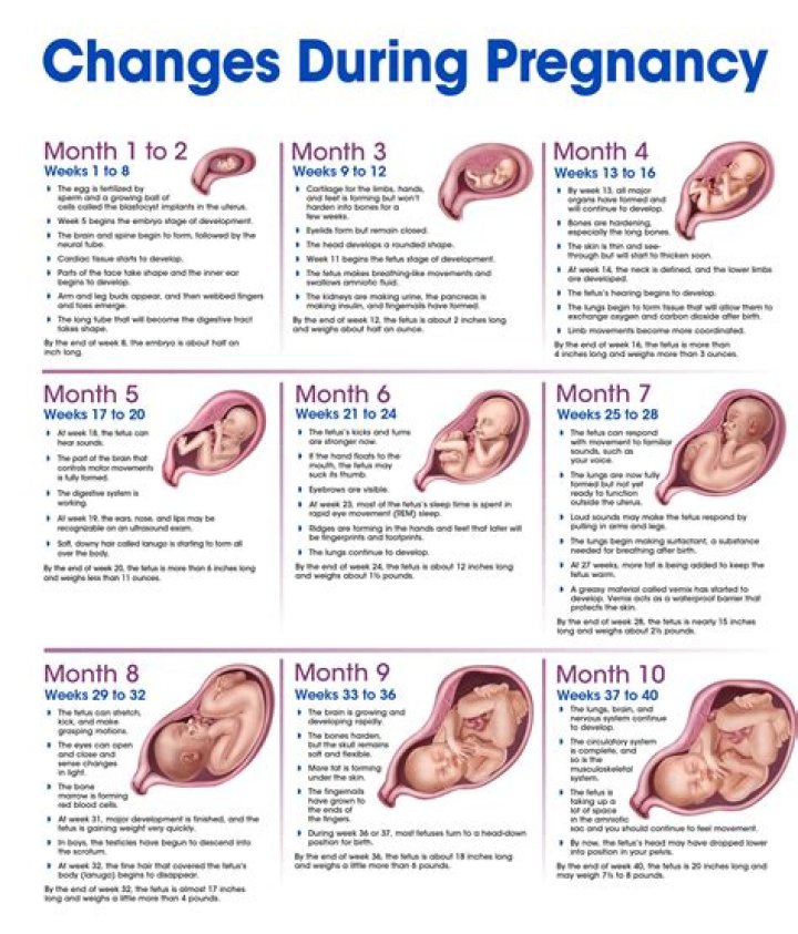 Emma Stone's Pregnancy Journey: A Timeline Of Her Maternity Moments