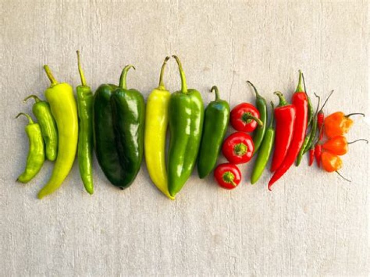 Exploring The Fascinating Connection Between Helena Vestergaard And Red Hot Chili Peppers