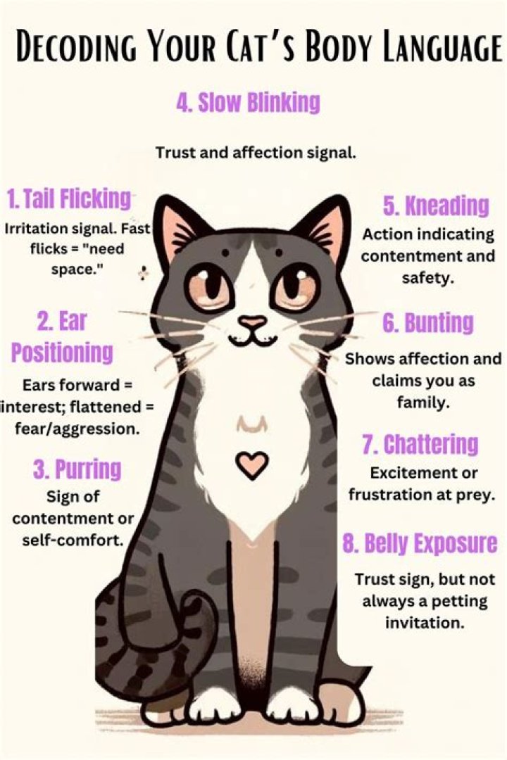 Get Ready For Nikki Catsaurus: The Ultimate Cat Lover's Guide