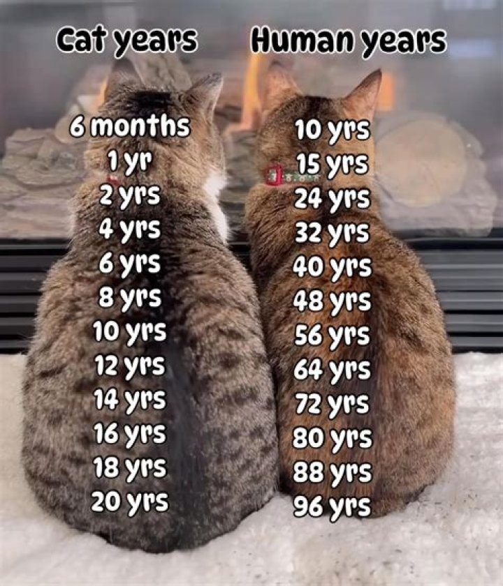 Learn Greta Van Fleet Actual Age - How Old Is Greta Van Fleet