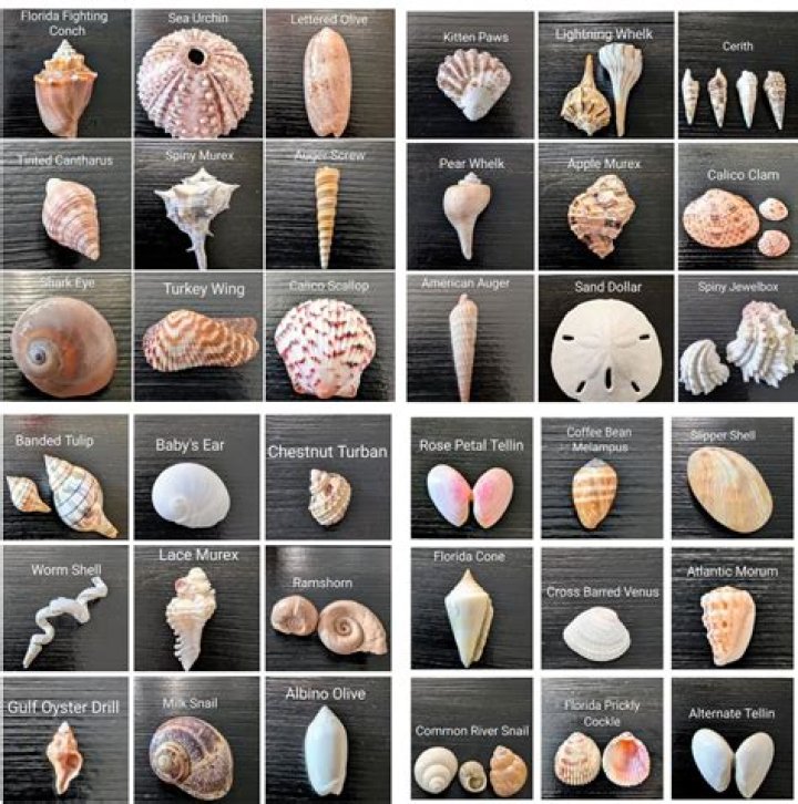 Seashells From Hawaii: What You Need To Know Before You Collect