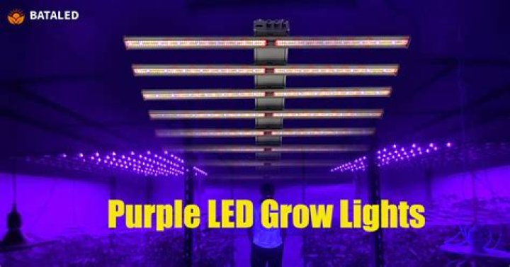 The Ultimate Guide To Mikayla Campinos Purple LED Lights: Transform Your Space