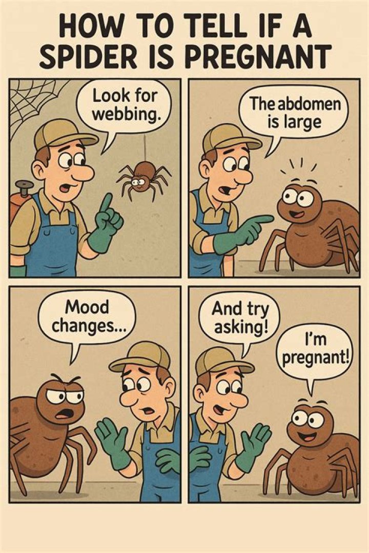 Understanding Spider Pregnancy: How Do You Know If A Spider Is Pregnant?