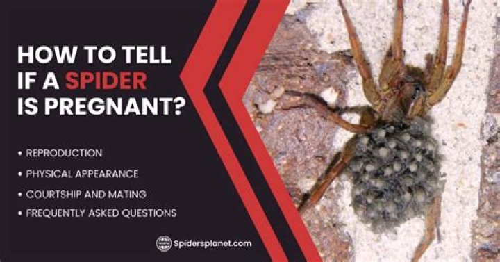 Understanding Spider Pregnancy: How To Tell If A Spider's Pregnant