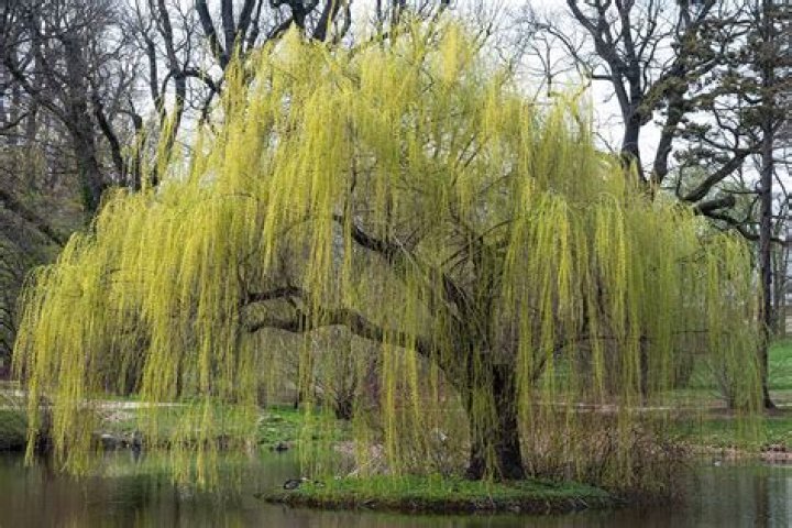 Unraveling The Mystery: Where Does Willow Palin Live Now?