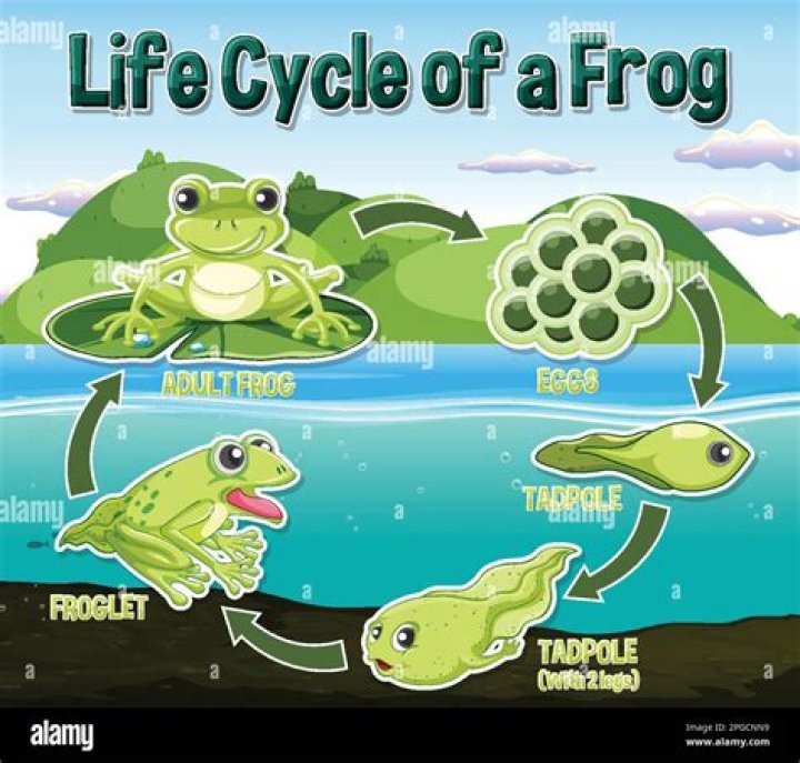 Unveiling The Fascination Behind The Frog Video Woman