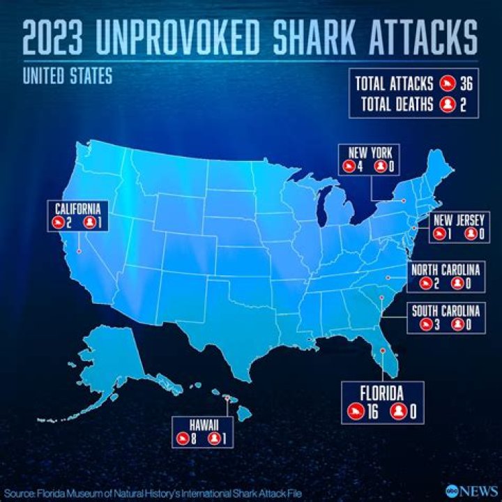 Unveiling The Reality Of Shark Attacks In Hilton Head 2024